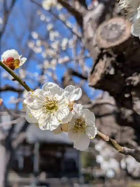 瑞円寺(東京都)