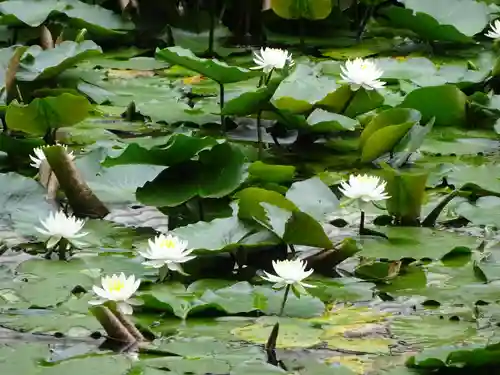 天台宗　長窪山　正覚寺の自然