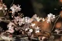 鹿島大神宮の自然