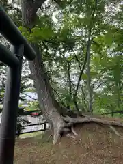 大谷地神社の自然