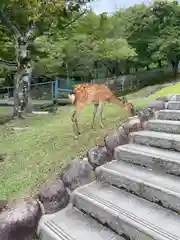 東大寺の動物