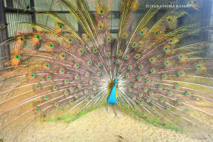 岩槻久伊豆神社(埼玉県)