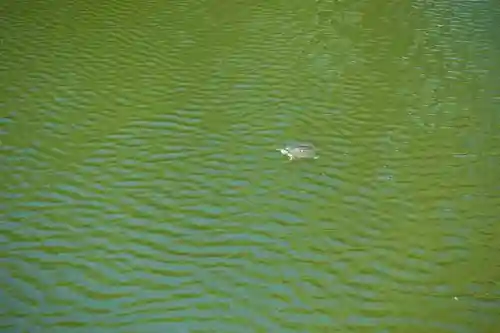 東寺（教王護国寺）の動物