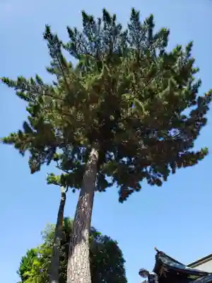 中野沼袋氷川神社(東京都)