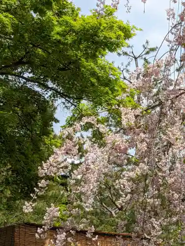 建仁寺（建仁禅寺）の自然
