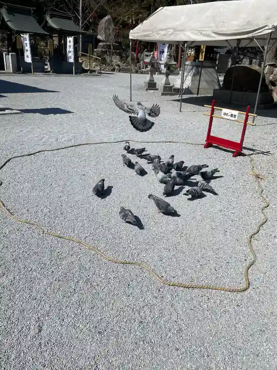 曩祖八幡宮の動物