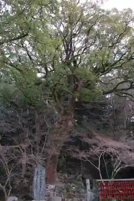 太宰府天満宮(福岡県)