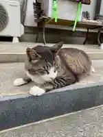 御誕生寺(猫寺)の動物