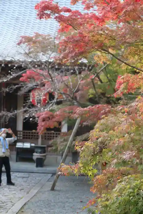 赤山禅院の自然
