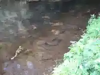 稲荷社(忍野八海 出口池)(山梨県)