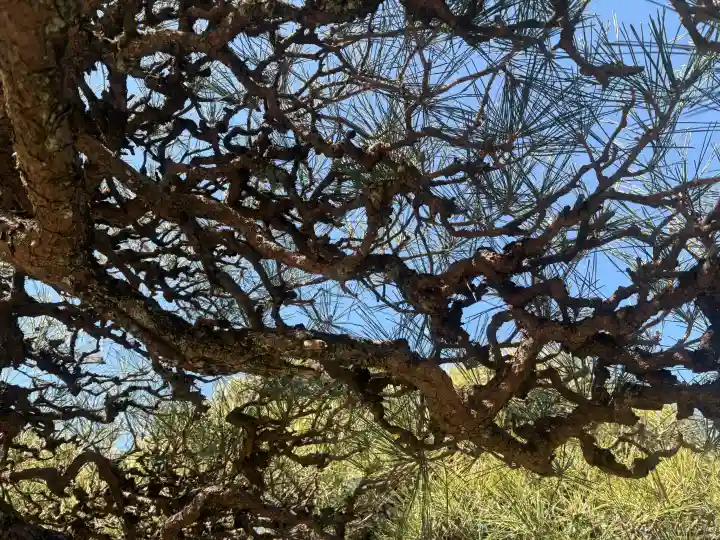 妙昌寺の{uncategorized: "未分類", other: "その他", undefined: "問題あり", building: "その他建物", grave: "お墓", sacred_gate: "鳥居", guardian: "狛犬", statue: "像", buddha: "仏像", history: "歴史", nature: "自然", garden: "庭園", animal: "動物", pagoda: "塔", temizu: "手水舎", mountain_gate: "山門・神門", sanctuary: "本殿・本堂", subordinate: "末社・摂社", art: "芸術", scenery: "景色", jizo: "地蔵", ema: "絵馬", goshuin: "御朱印", omikuji: "おみくじ", items: "授与品その他", amulet: "お守り", goshuincho: "御朱印帳", eats: "食事", festival: "お祭り", votive_dance: "神楽", shichigosan: "七五三参", wedding: "結婚式", experience: "体験その他", initially: "初詣", around: "周辺", anti_infection: "感染症対策"}