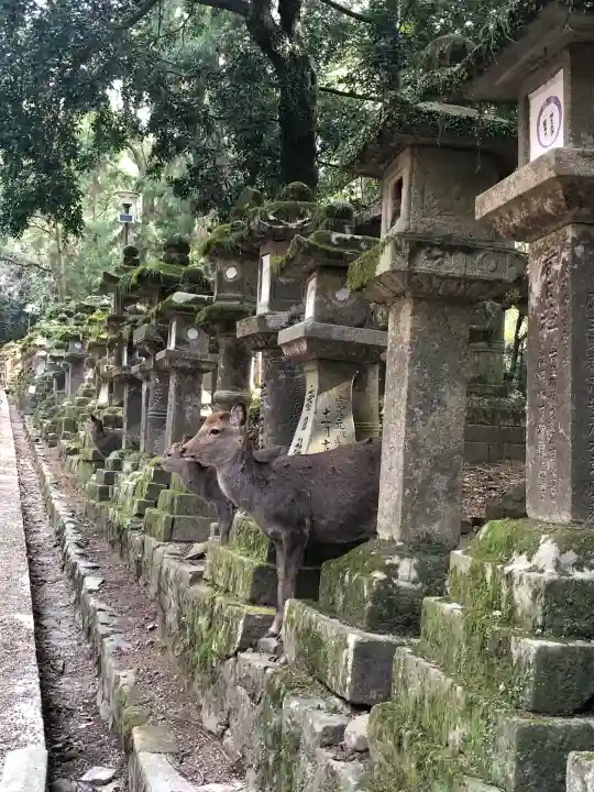 春日大社の{uncategorized: "未分類", other: "その他", undefined: "問題あり", building: "その他建物", grave: "お墓", sacred_gate: "鳥居", guardian: "狛犬", statue: "像", buddha: "仏像", history: "歴史", nature: "自然", garden: "庭園", animal: "動物", pagoda: "塔", temizu: "手水舎", mountain_gate: "山門・神門", sanctuary: "本殿・本堂", subordinate: "末社・摂社", art: "芸術", scenery: "景色", jizo: "地蔵", ema: "絵馬", goshuin: "御朱印", omikuji: "おみくじ", items: "授与品その他", amulet: "お守り", goshuincho: "御朱印帳", eats: "食事", festival: "お祭り", votive_dance: "神楽", shichigosan: "七五三参", wedding: "結婚式", experience: "体験その他", initially: "初詣", around: "周辺", anti_infection: "感染症対策"}