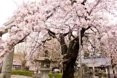 白山神社の自然