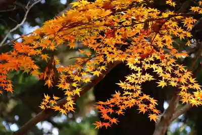 鹿島大神宮の自然