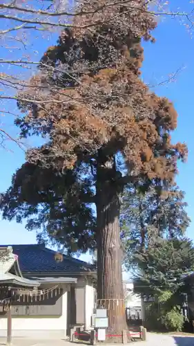 熊野神社(埼玉県)
