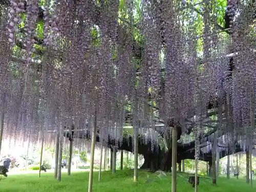かっぱの寺 栖足寺の自然