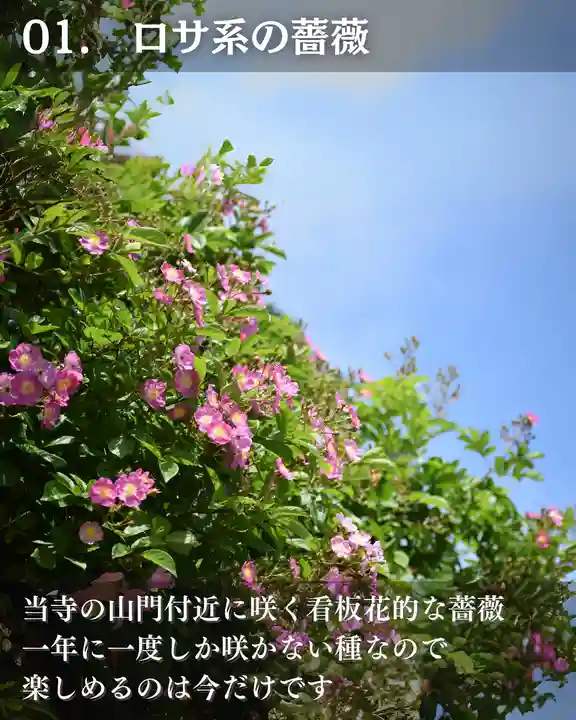 宝光寺(北海道)