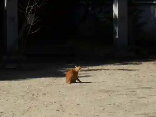 與杼神社の動物