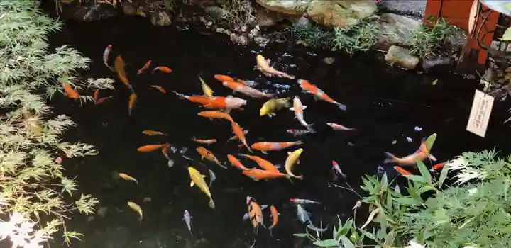 秩父神社の動物
