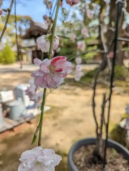 新日吉神宮(京都府)