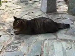 王子神社の動物