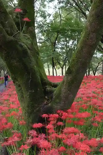 金刀比羅神社(埼玉県)