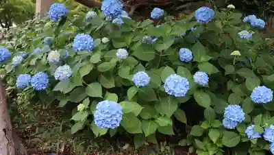 柳谷観音　楊谷寺(京都府)