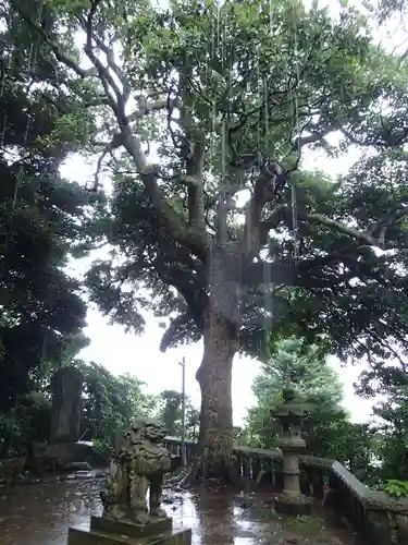 甘縄神明神社（甘縄神明宮）の狛犬