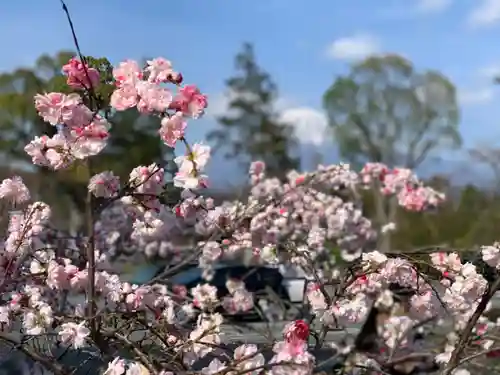 富士山本宮浅間大社の自然