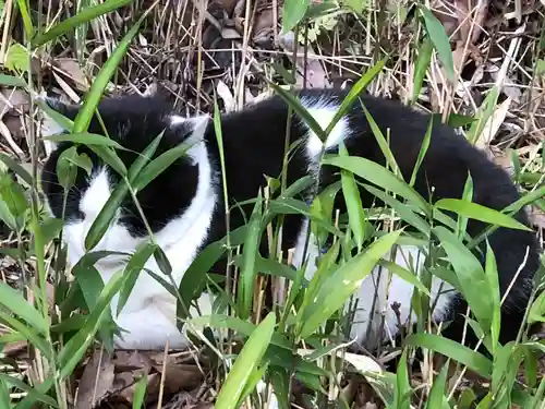 伏見稲荷大社の動物