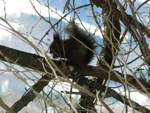 留辺蘂神社の動物
