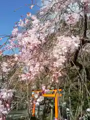 花山稲荷神社の自然