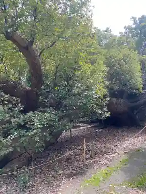 泉穴師神社(大阪府)