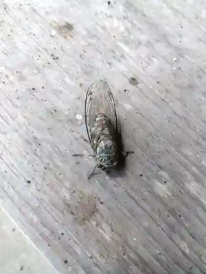 天満神社(福井県)