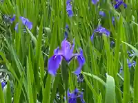 大田神社(賀茂別雷神社境外摂社)の自然