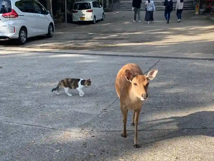 東大寺 二月堂の動物