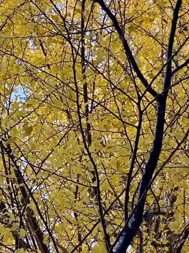 高良神社(京都府)