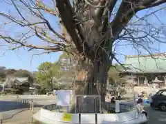 時宗総本山 遊行寺（正式：清浄光寺）の建物その他