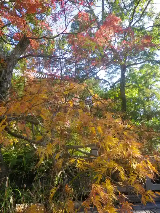 鶴岡八幡宮の自然