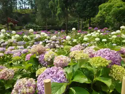 三室戸寺(京都府)