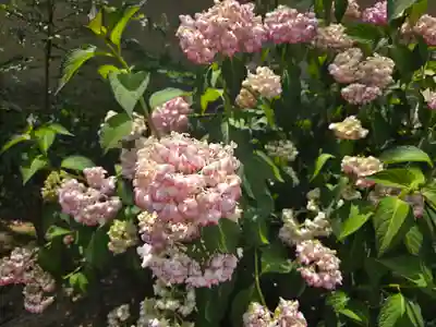 華蔵院(奈良県)