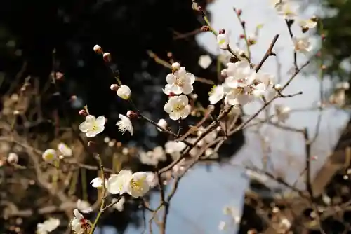 春日神社の{uncategorized: "未分類", other: "その他", undefined: "問題あり", building: "その他建物", grave: "お墓", sacred_gate: "鳥居", guardian: "狛犬", statue: "像", buddha: "仏像", history: "歴史", nature: "自然", garden: "庭園", animal: "動物", pagoda: "塔", temizu: "手水舎", mountain_gate: "山門・神門", sanctuary: "本殿・本堂", subordinate: "末社・摂社", art: "芸術", scenery: "景色", jizo: "地蔵", ema: "絵馬", goshuin: "御朱印", omikuji: "おみくじ", items: "授与品その他", amulet: "お守り", goshuincho: "御朱印帳", eats: "食事", festival: "お祭り", votive_dance: "神楽", shichigosan: "七五三参", wedding: "結婚式", experience: "体験その他", initially: "初詣", around: "周辺", anti_infection: "感染症対策"}