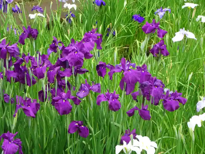 天台宗 長窪山 正覚寺の自然