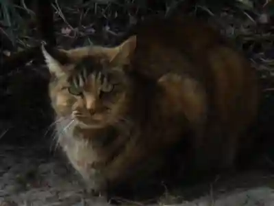 松原神社の動物