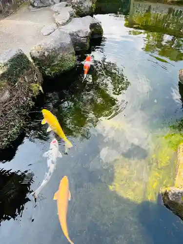 太宰府天満宮の動物
