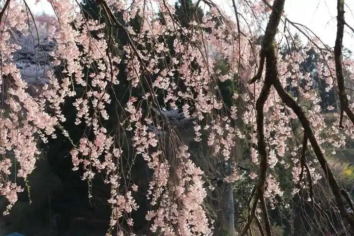 上石不動堂の自然