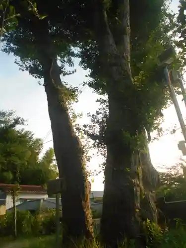 御霊神社(神奈川県)