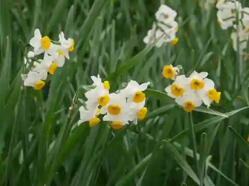 極楽寺（霊鷲山感應院極楽律寺）の自然