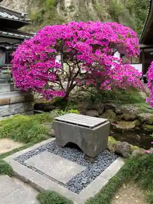 安養院　(田代寺）(神奈川県)