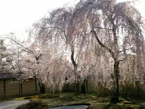 高台寺（高台寿聖禅寺・高臺寺）の自然